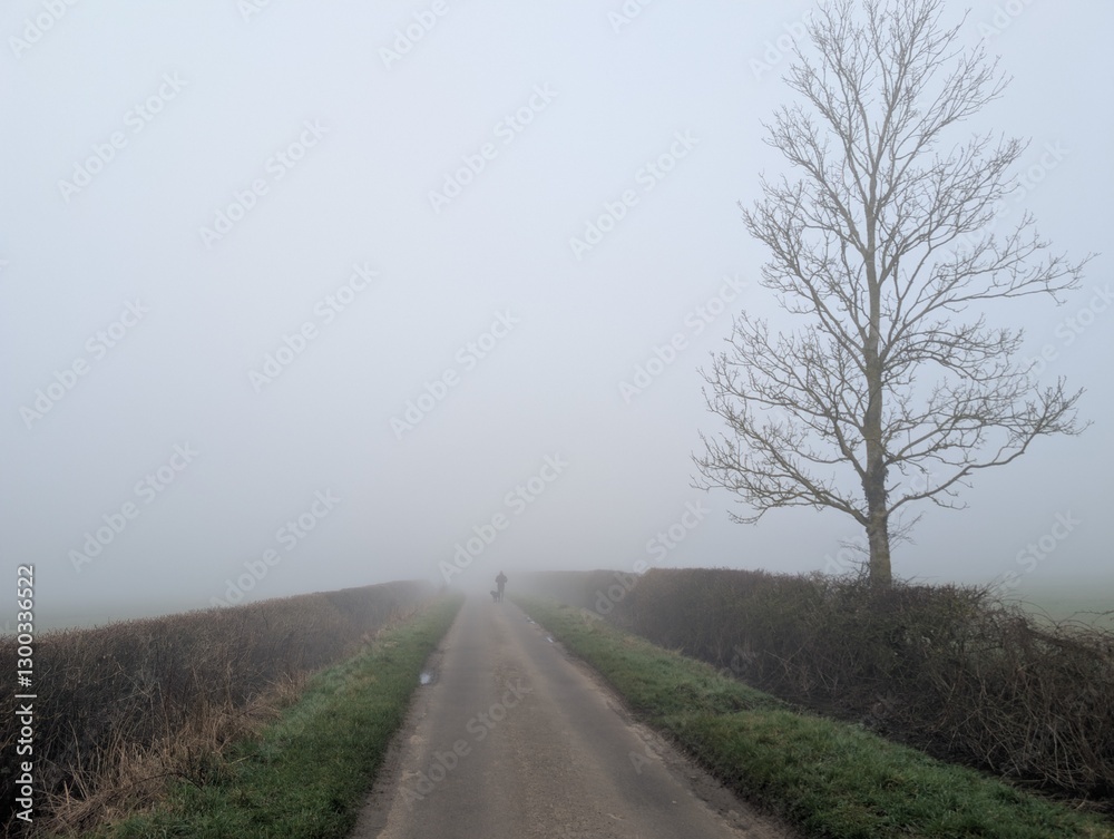 Fototapeta premium Country road. Fog. English morning.