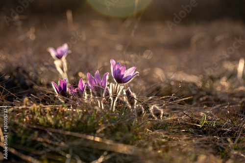 Beginning of spring in nature. The first flowers are sprouting from the ground. Pasque flowers photographed against the light