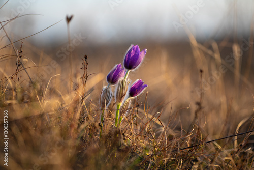 Beginning of spring in nature. The first flowers are sprouting from the ground. Pasque flowers photographed in landscape format