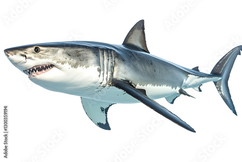 great white shark Isolated on white background