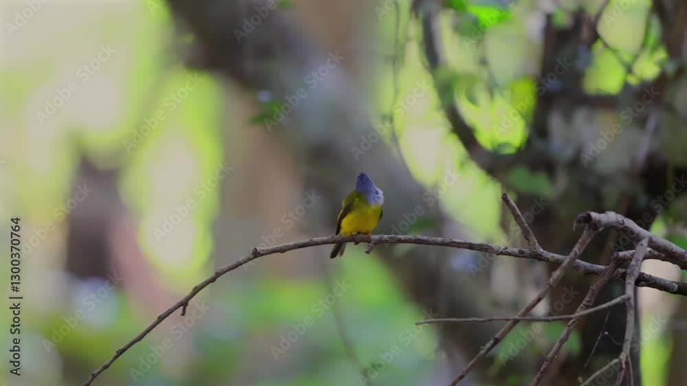 Small bird perched on branch in lush forest. Grey-headed canary-flycatcher or Culicicapa ceylonensis Small bird perched on branch in lush forest. Grey-headed canary-flycatcher or Culicicapa ceylonensis