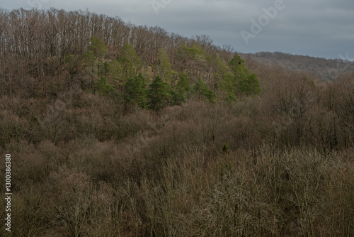 Bare deciduous trees cover a gentle mountain slope in winter dormancy. The intricate branch network creates stark patterns against the muted hillside, revealing the forest's skeletal beauty.