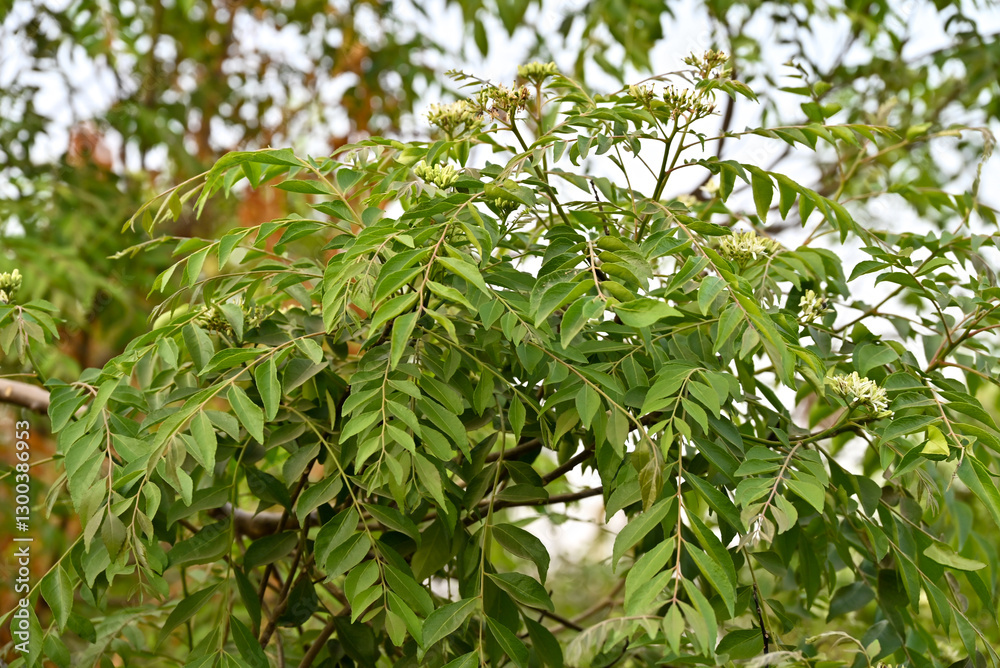 Fresh organic curry leaves ( Murraya koenigii ) in garden background, Fresh green curry leaves Fresh organic curry leaves ( Murraya koenigii ) in garden background, Fresh green curry leaves