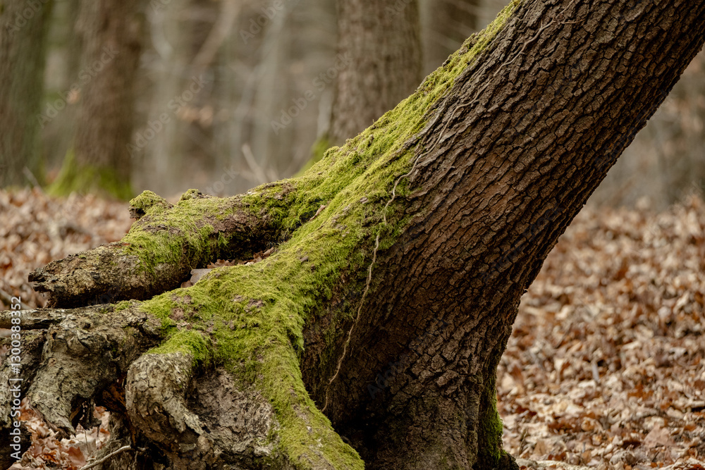 Tree trunks emerge from the forest floor, their bases wrapped in green moss. Brown fallen leaves scatter around the roots, creating contrast between weathered bark and forest litter. Tree trunks emerge from the forest floor, their bases wrapped in green moss. Brown fallen leaves scatter around the roots, creating contrast between weathered bark and forest litter.