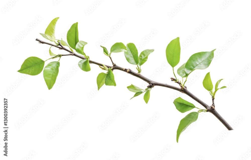Fresh green branch with vibrant leaves representing the beauty of nature and springtime growth in a garden setting, cut out Fresh green branch with vibrant leaves representing the beauty of nature and springtime growth in a garden setting, cut out