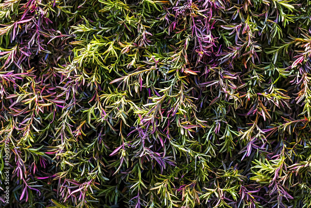 Abstract Rosemary Bush Texture with Green and Purple Leaves for Backgrounds and Overlays Abstract Rosemary Bush Texture with Green and Purple Leaves for Backgrounds and Overlays