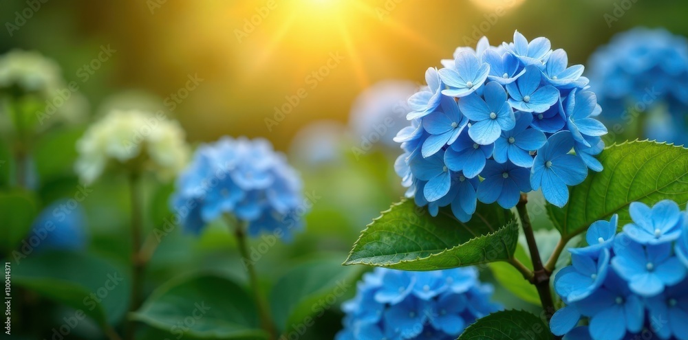 Vibrant blue hydrangeas against a warm sunny backdrop with green foliage, flowers, garden decor Vibrant blue hydrangeas against a warm sunny backdrop with green foliage, flowers, garden decor