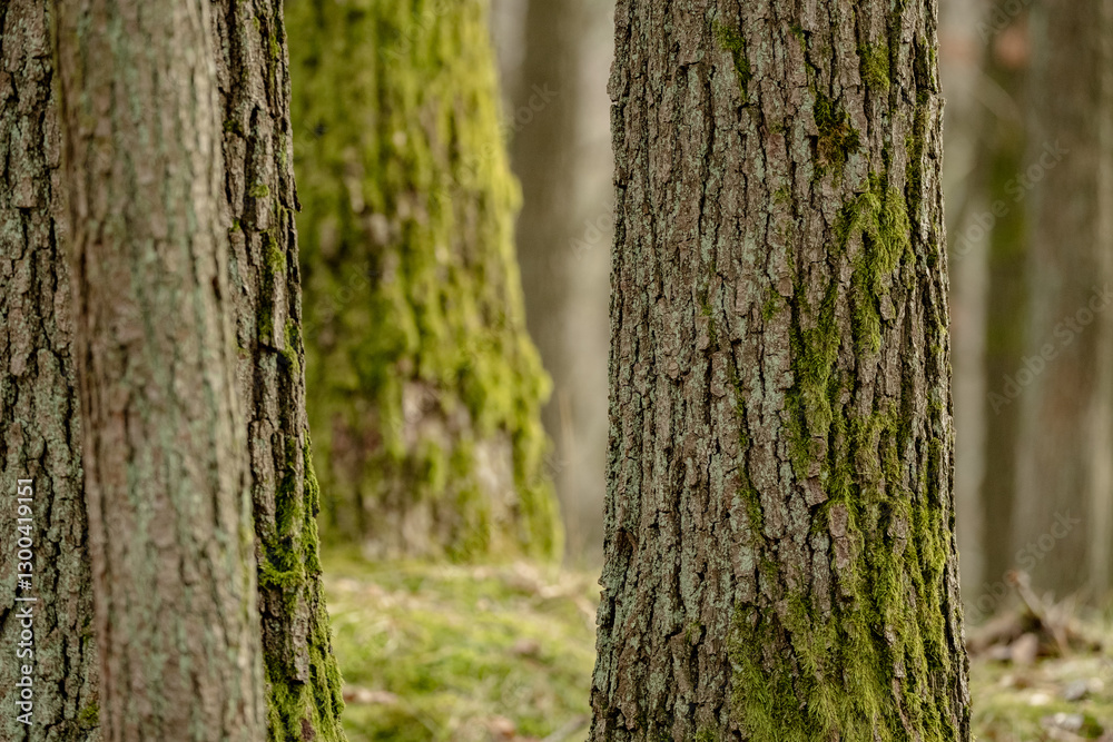 Tree trunks emerge from the forest floor, their bases wrapped in green moss. Brown fallen leaves scatter around the roots, creating contrast between weathered bark and forest litter. Tree trunks emerge from the forest floor, their bases wrapped in green moss. Brown fallen leaves scatter around the roots, creating contrast between weathered bark and forest litter.