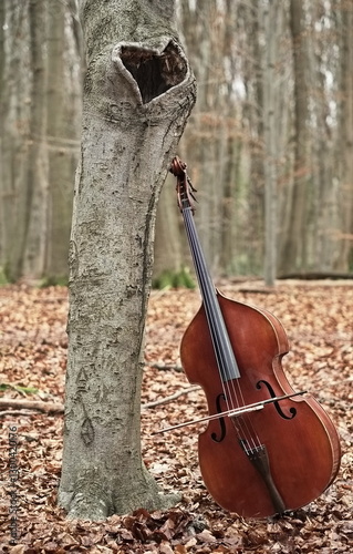 Wallpaper Mural Ein Kontrabass mit Bogen im Wald, an einem Buchenbaum angelehnt, der eine Höhlung in Form eines Herzens hat.  Torontodigital.ca