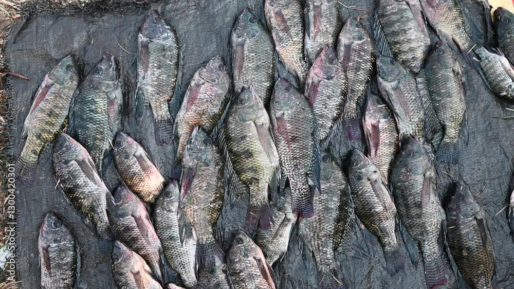 alive tilapia fishes for sale, life tilapia fish in supermarket