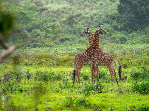 A Maasai giraffe (Giraffa tippelskirchi) wanders through Arusha National Park. photo