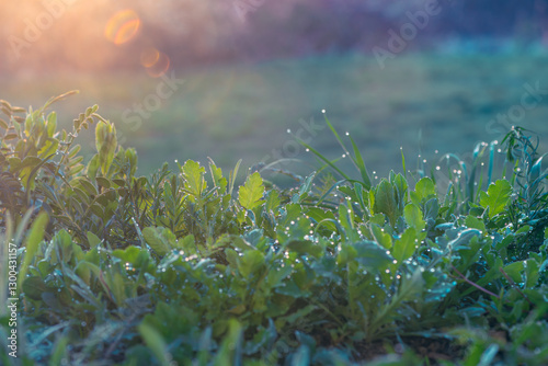A spring morning in the herb meadow with morning dew on the fresh green leaves of the herbs