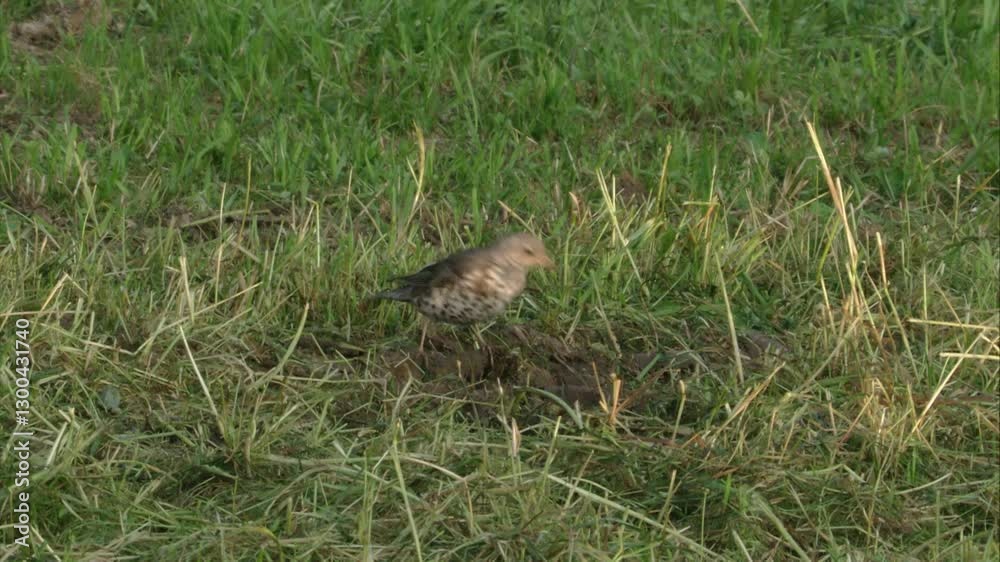 fieldfare foraging in the grass fieldfare foraging in the grass