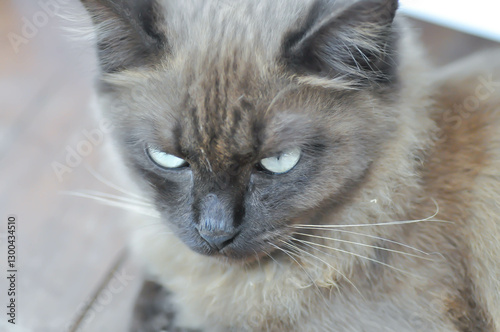 cat or grey cat or brown cat , Felis catus or Felis catus domestica