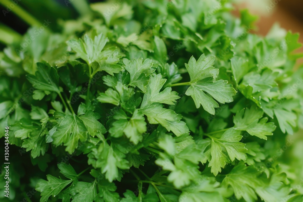A detailed view of a cluster of green leaves A detailed view of a cluster of green leaves