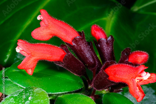 Lipstick plant Aeschynanthus pulcher, Beautiful tubular red flowers of a tropical ornamental plant in a botanical collection, Ukraine