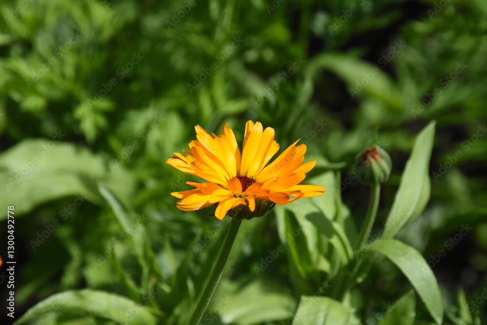 Vibrant Orange Calendula Flower in Full Bloom
Vibrant Orange Calendula Flower in Full Bloom