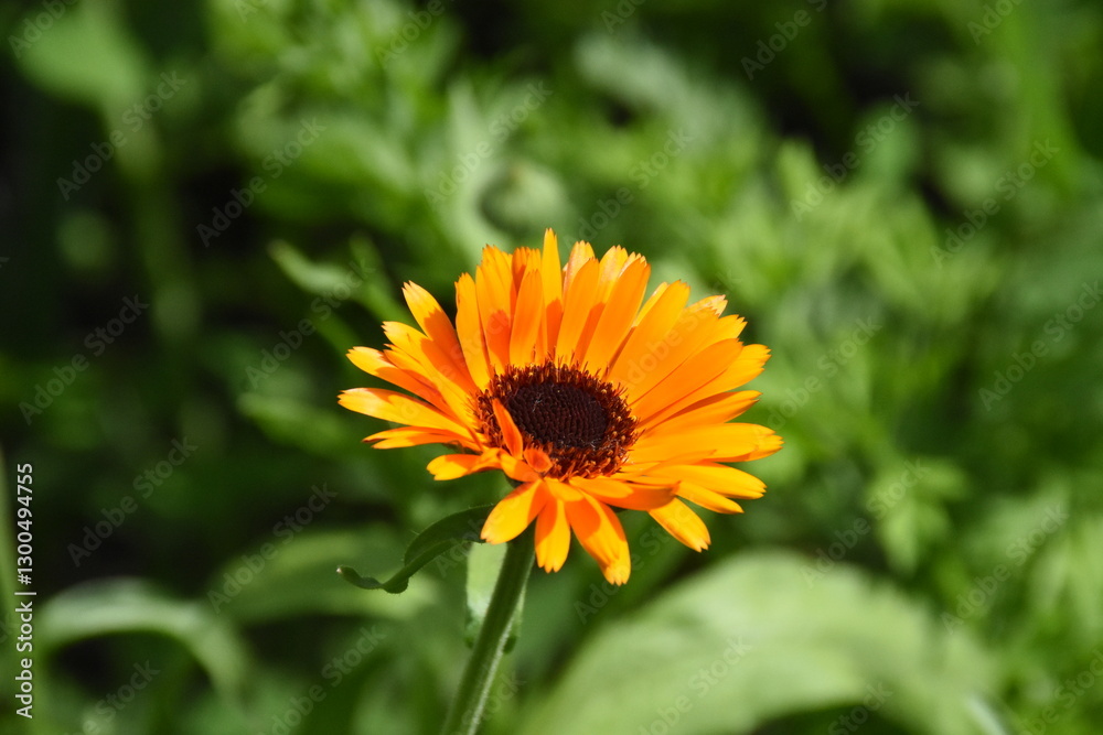 Vibrant Orange Calendula Flower in Full Bloom
Vibrant Orange Calendula Flower in Full Bloom