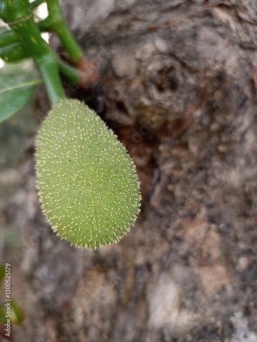 Young jackfruit hanging from the jackfruit tree. The scientific name of jackfruit is Artocarpus heterophyllus.
 photo