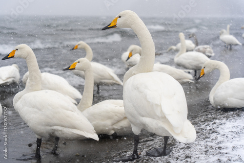 swans on the lake in winter hokkaido japan