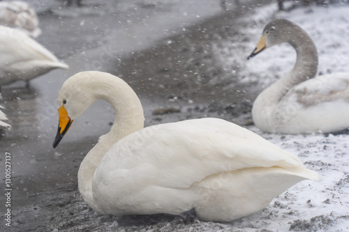 swans on the lake in winter hokkaido japan