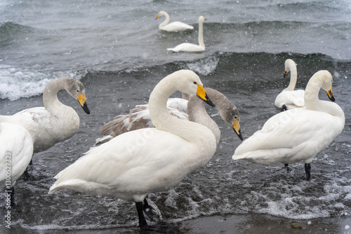 swans on the lake in winter hokkaido japan