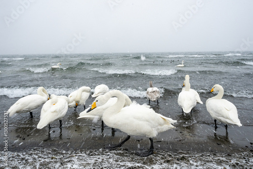 swans on the beach
