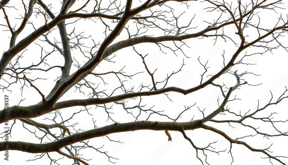 Isolated tree branches against pure white backdrop, showcasing intricate textures and varying shapes, autumn, weathered
