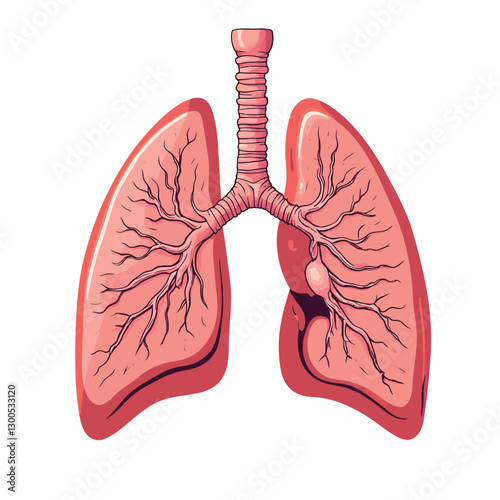 A human lungs vector illustration with a white background
