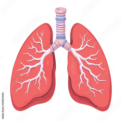 A human lungs vector illustration with a white background