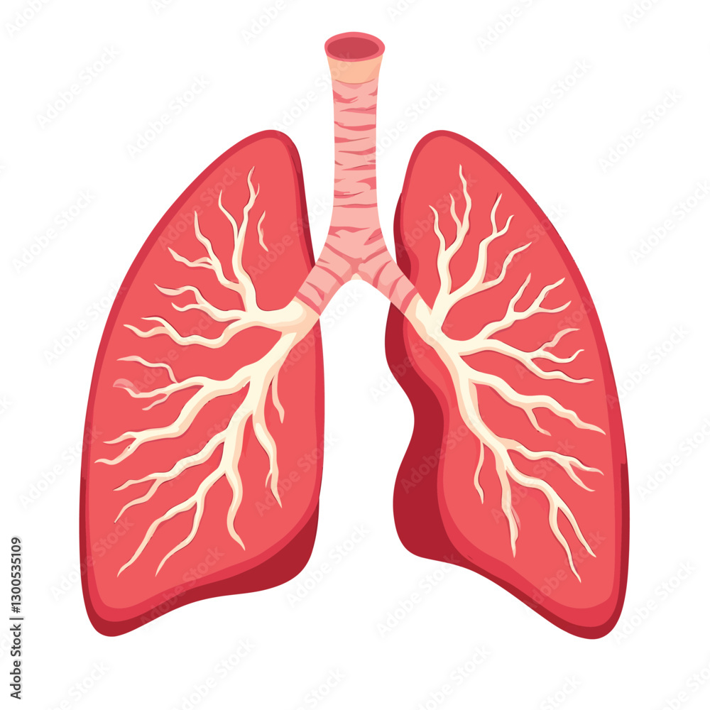 A human lungs vector illustration with a white background A human lungs vector illustration with a white background