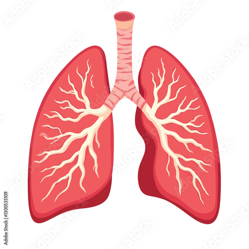 A human lungs vector illustration with a white background