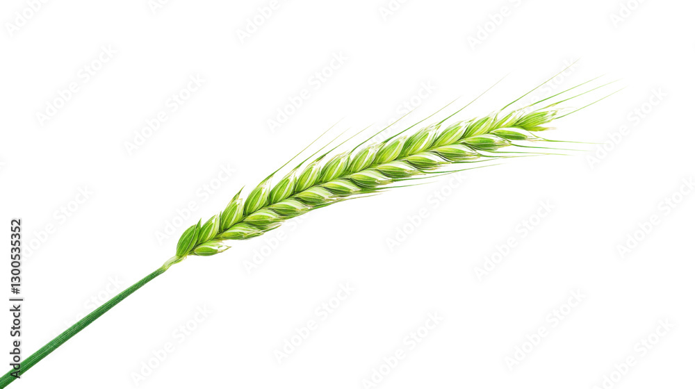Green Wheat stalk germination isolated on white background Green Wheat stalk germination isolated on white background