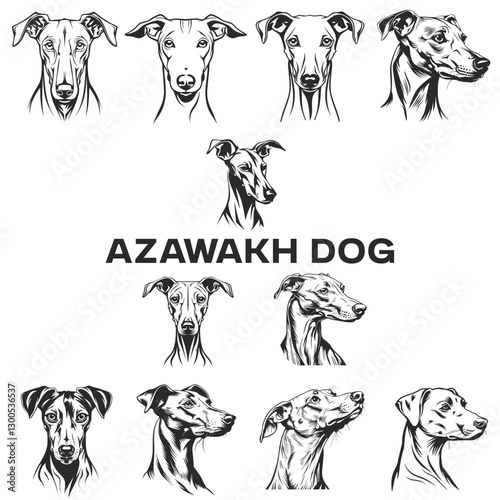 Azawakh dog collection: artistic sketches of elegant canines with unique facial features