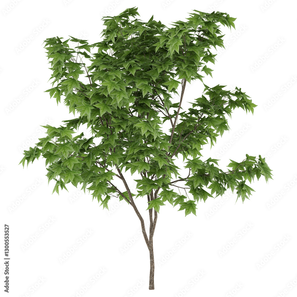 Obraz premium green tree isolated on white