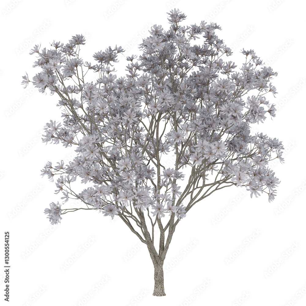 Obraz premium white tree isolated on white