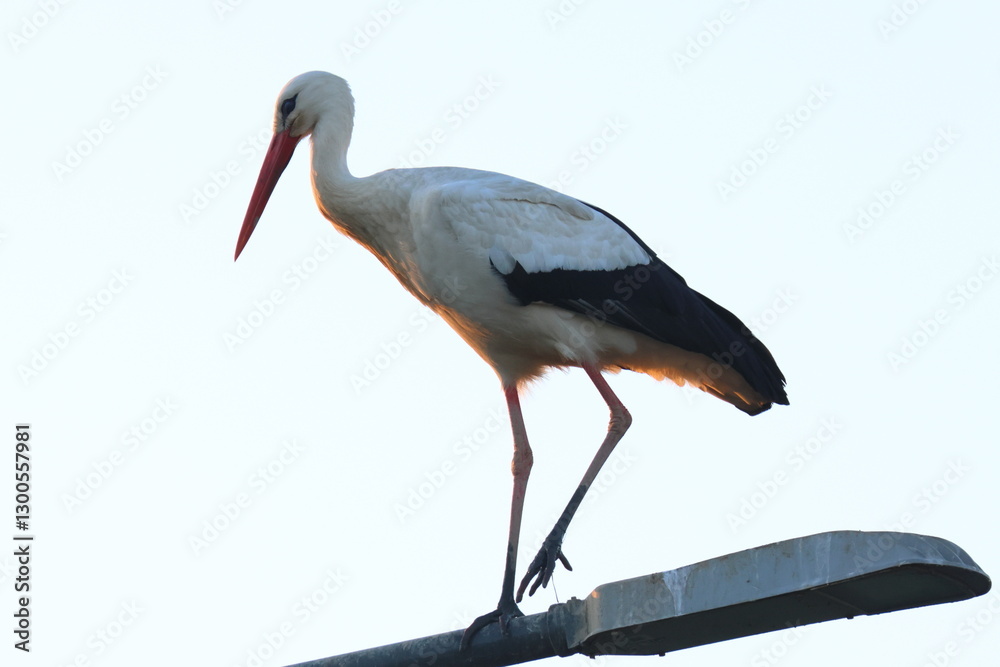 Fototapeta premium la signora della sera