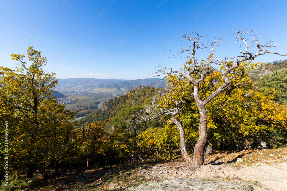 Hiking trail Vogelbergsteig above Durnstein in the Wachau vine region in Austria Hiking trail Vogelbergsteig above Durnstein in the Wachau vine region in Austria
