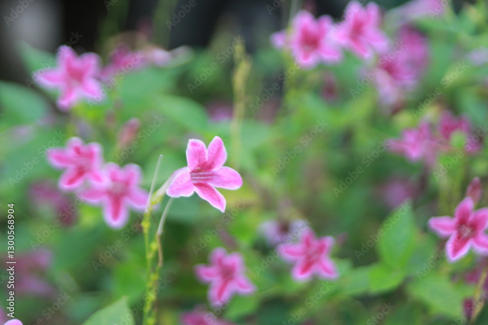 Pink Flowers: A vibrant close-up shot captures a cluster of delicate pink flowers with contrasting white edges, blooming amidst lush green foliage. Pink Flowers: A vibrant close-up shot captures a cluster of delicate pink flowers with contrasting white edges, blooming amidst lush green foliage.