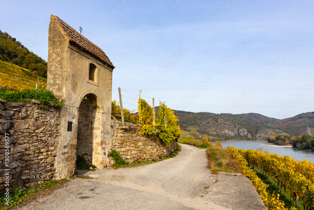 Fototapeta premium Idyllic vineyards in autumn colors in the Wachau vinery and tourism region in Austria