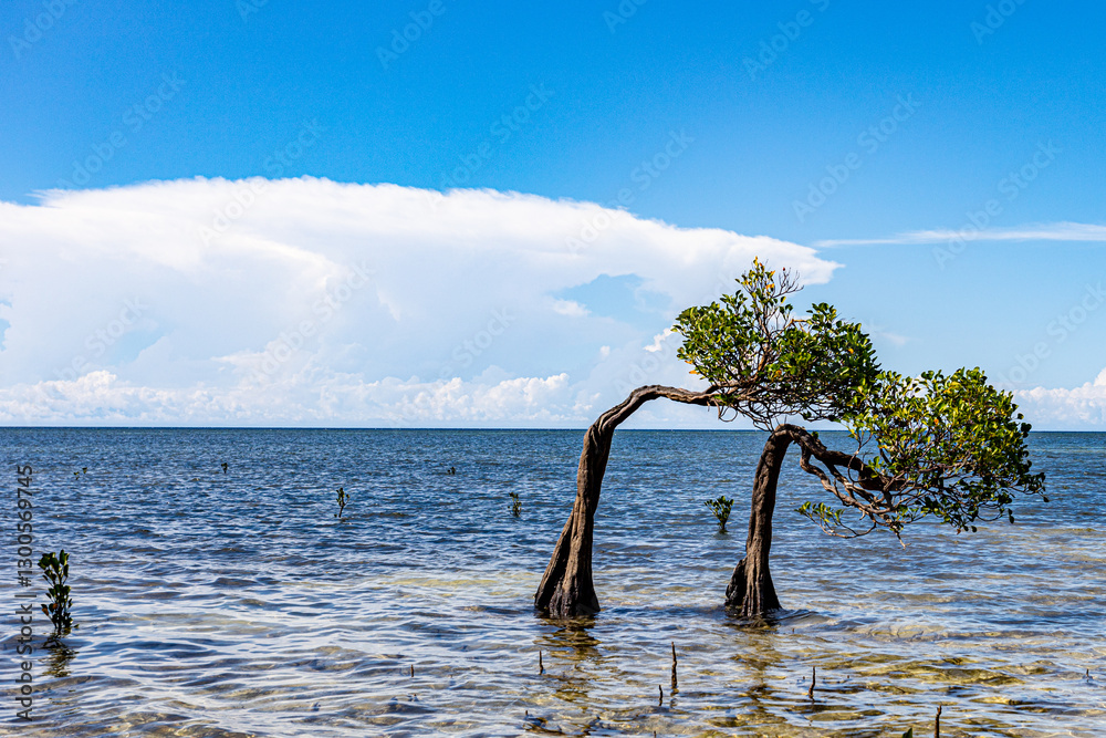 Fototapeta premium East Sumba, East Nusa Tenggara, Indonesia – 03. 01. 2025 – Dancing Mangroves, Coconut Trees, and the White Sand of Walakiri Beach