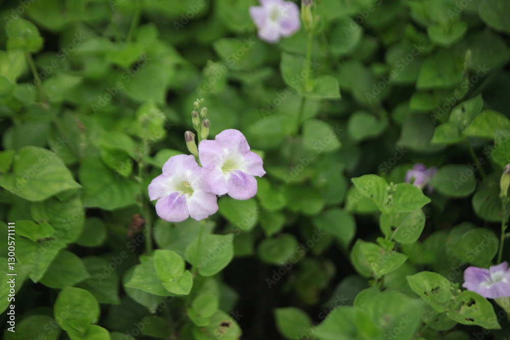 Delicate Blooms and Lush Greenery: A close-up shot showcases a cluster of delicate, lavender-tinged flowers amidst vibrant green leaves, creating a serene and natural composition. Delicate Blooms and Lush Greenery: A close-up shot showcases a cluster of delicate, lavender-tinged flowers amidst vibrant green leaves, creating a serene and natural composition.