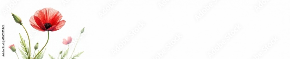 Naklejka premium Single red poppy watercolor painting, isolated on white , painting, illustration