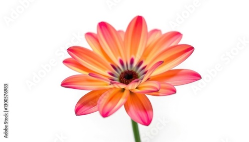 A single, vibrant flower, petals perfectly formed, isolated on a pure white background, colorful, detail