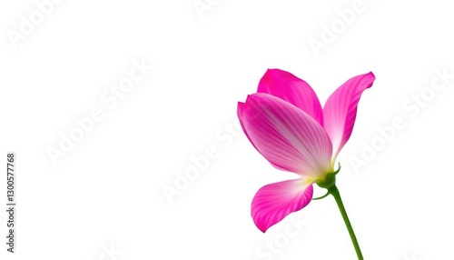 A single vibrant bloom, petals unfurled, isolated against a pure white backdrop, design, beauty