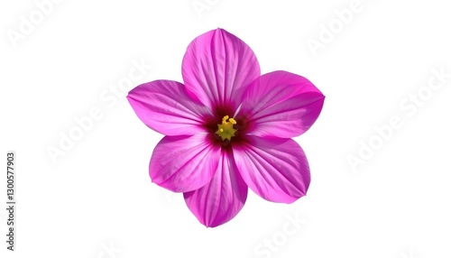 A single, vibrant bloom isolated against a pure white backdrop,  macro photography, close-up
