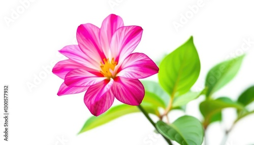 A single, vibrant bloom isolated against a pure white backdrop, flower, element