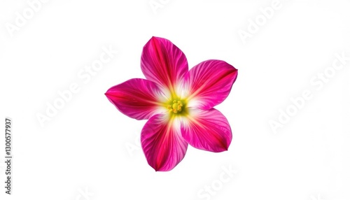 A single, vibrant bloom isolated against a pure white backdrop, beautiful, art