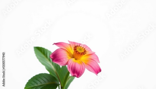 A single, vibrant bloom isolated against a pure white backdrop, bud, petal
