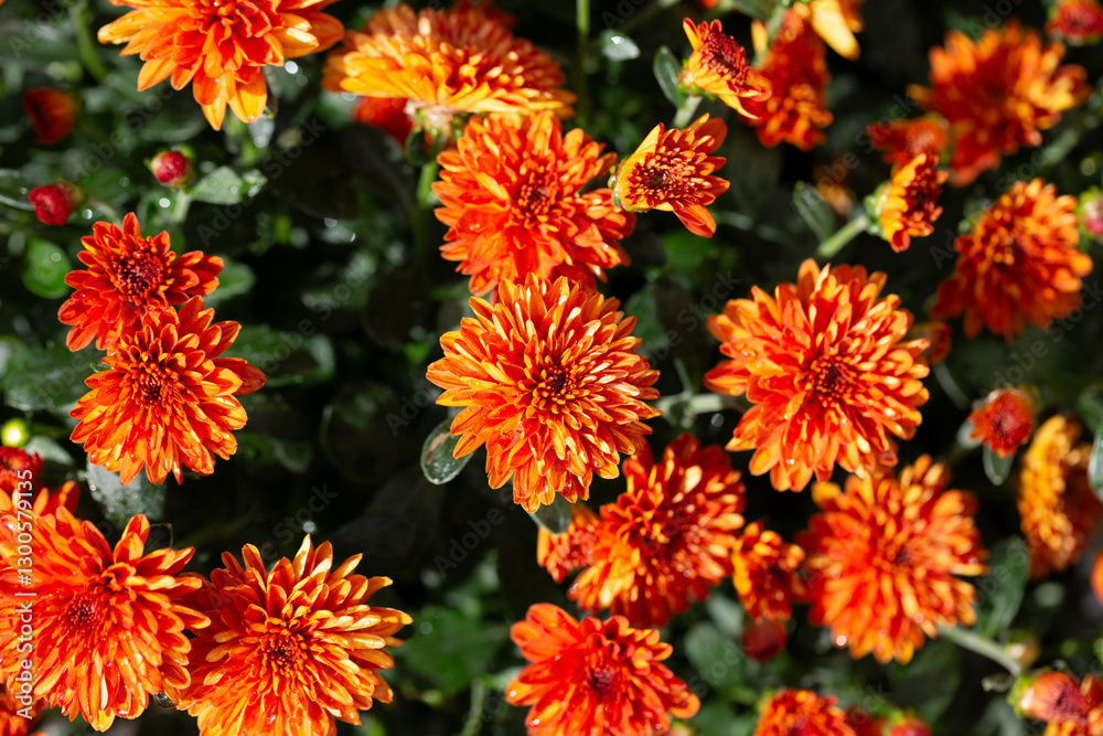 Chrysanthemum multiflora Conaco Orange on a green background close up Chrysanthemum multiflora Conaco Orange on a green background close up